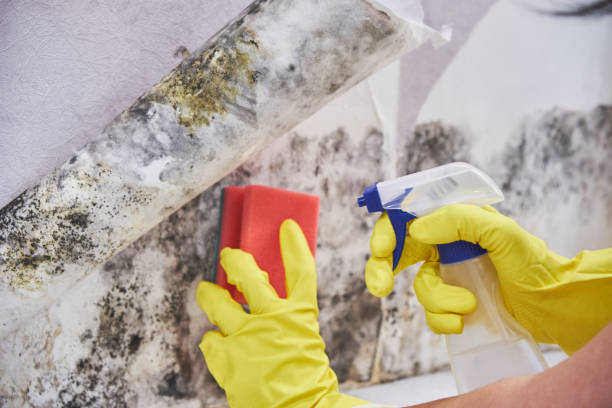 Why You Should Choose Our Mold Remediation Services in Rothschild, WI